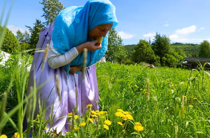 A woman wearing a blue headscarf crouches over a patch of dandelions, plucking and eating a blossom.