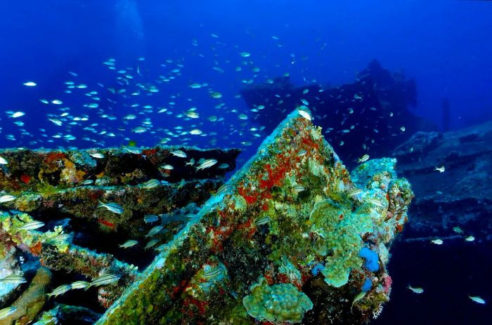 A shipwreck is home to fish in Malmok Bay, Aruba