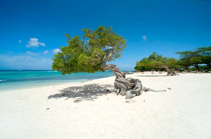 A row of fofoti trees lining Eagle Beach in Aruba.