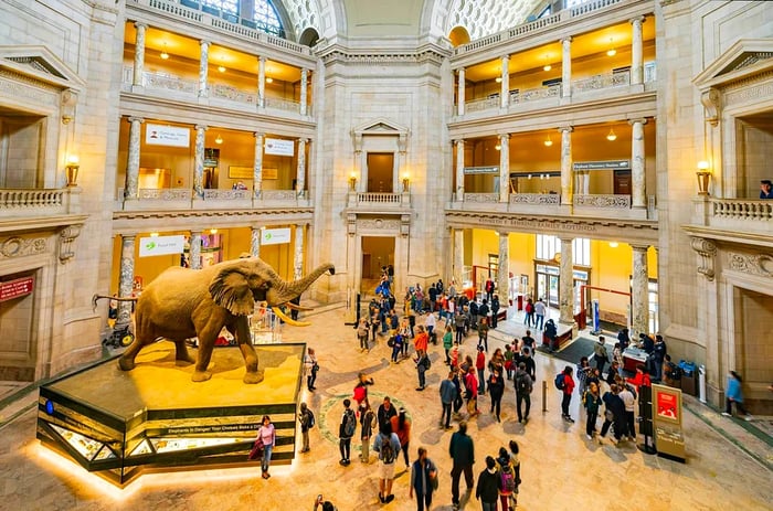 A large stuffed elephant display takes center stage in a museum hall.