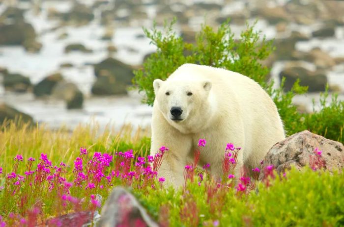 A Canadian polar bear roams the vibrant arctic tundra of Hudson Bay near Churchill, Manitoba, during summer.