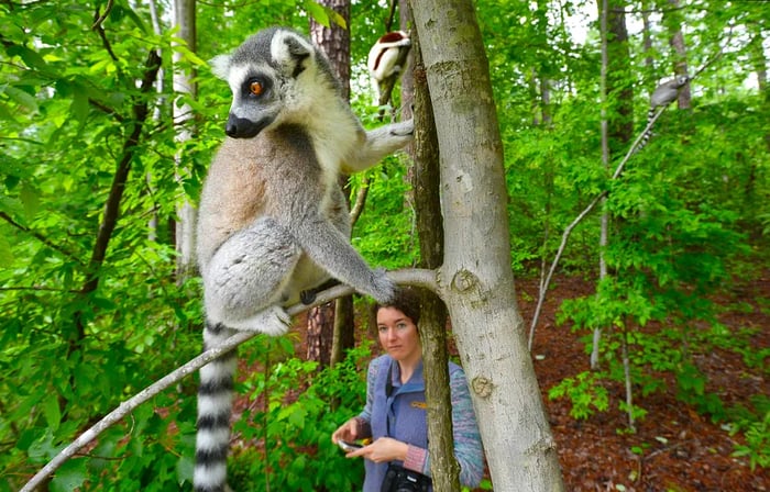 A lemur gazes to the left from a tree branch while a woman with a camera looks up at it in the forest.