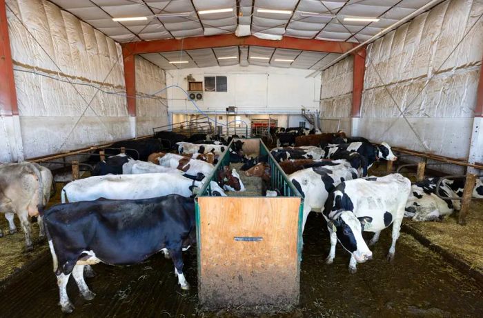 Rows of black and white dairy cows enjoy grain in a well-insulated indoor barn.