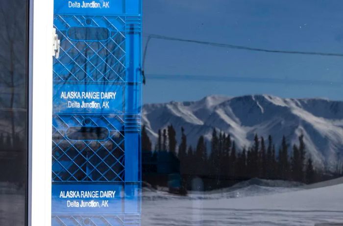 Snowy mountains are reflected in a window, where blue milk crates filled with Alaska Range Dairy milk are neatly arranged inside.