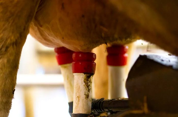 A close-up view of cow udders with milk tubes attached.