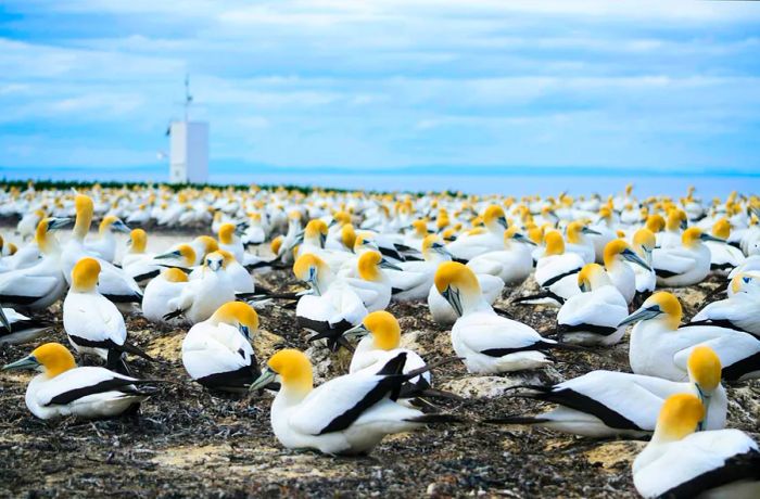 A gannet colony at Cape Kidnappers