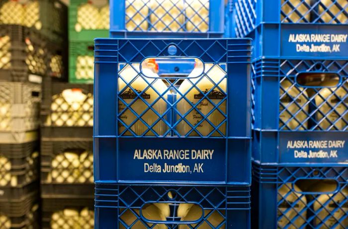 Blue plastic milk crates filled with glass bottles of milk.