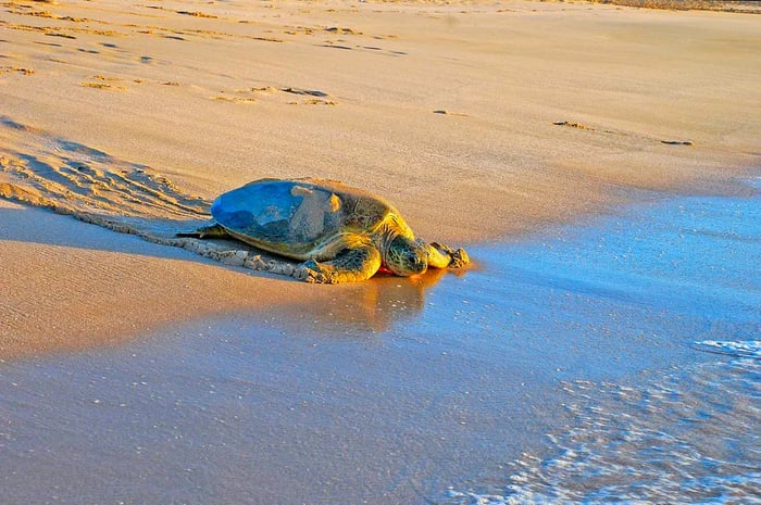 A green sea turtle (Chelonia mydas) resting on the sand at Ras Al Jinz, Oman.