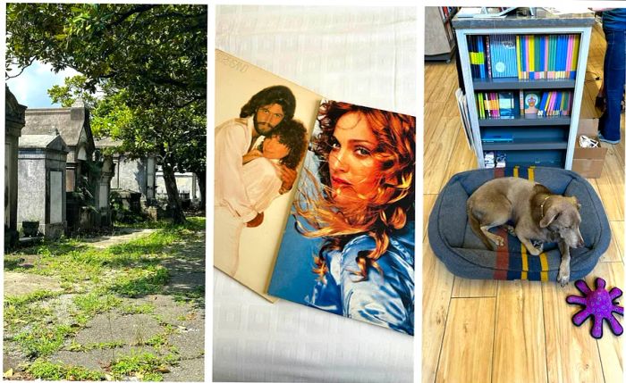 Left: tombs in a cemetery; center: vinyl records displayed in a shop; right: a dog lounging in its bed next to a bookshelf