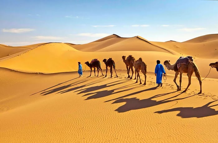 Camel caravan in the Erg Chigaga sand dunes, Morocco