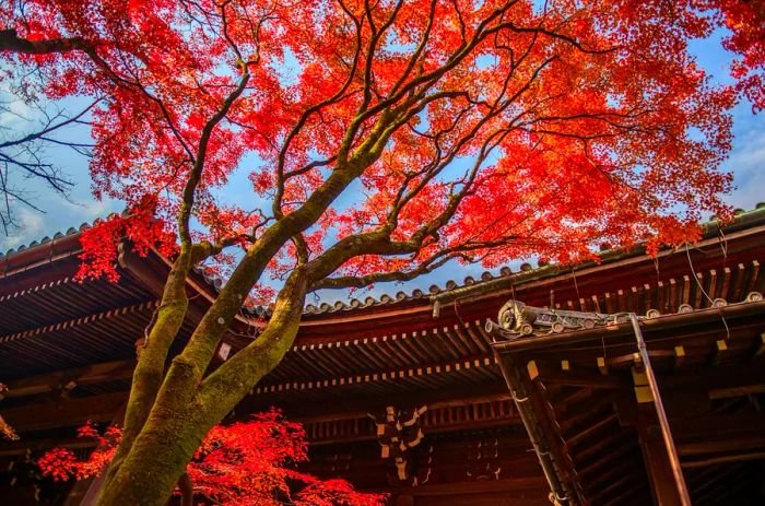 Maple trees adorned with crimson leaves during autumn at Shinnyo-do Temple in Nara, Japan.