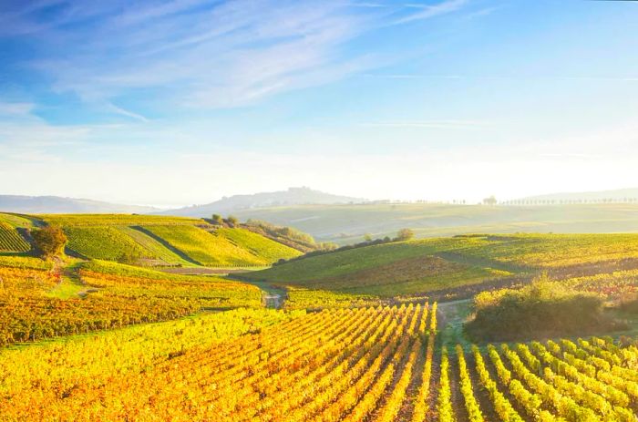 The vineyards of Sancerre in the Loire Valley, France, during autumn.