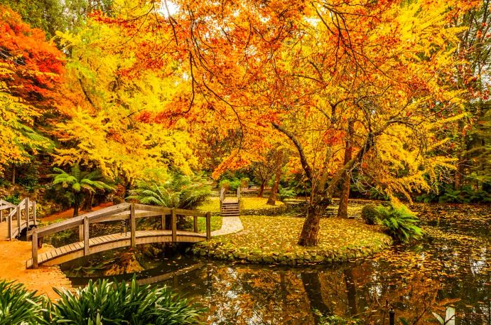 Bridges arch over islands in a tranquil lake, where brilliant yellow trees scatter their leaves across the ground at the Alfred Nicholas Memorial Gardens in Australia's Dandenong Ranges.