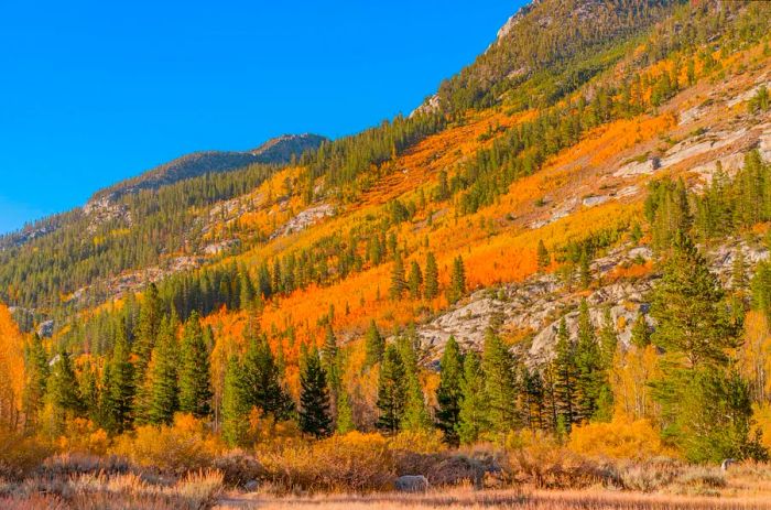 Golden autumn trees blanket a mountainside in Bishop Creek Canyon, California.