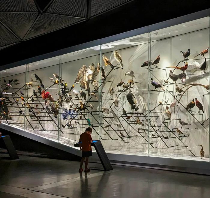 A young boy gazes at a sign in front of a large glass display case featuring stuffed birds in the natural history section of the Musée des Confluences.