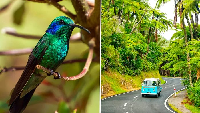 A vibrant blue bird perches on a branch in Panama; a VW bus travels down a scenic road in New Zealand.