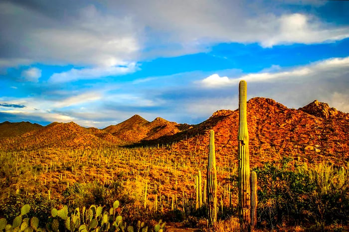 Cacti glowing in the golden light of evening at Saguaro National Park in Arizona