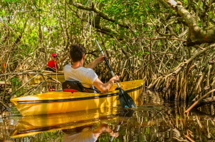 A person kayaking through a mangrove forest in the Everglades