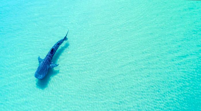 A whale shark (rhincodon typus), the largest fish in the ocean, observed from above in the waters near La Paz, Baja California Sur.