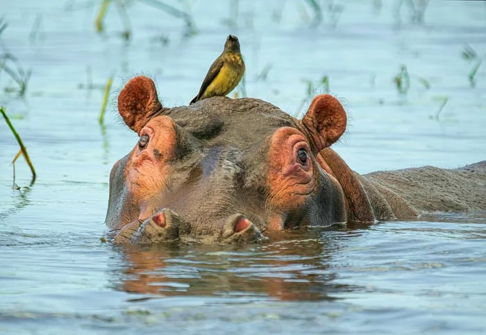 A hippo pokes its head above the water, while an oxpecker perches on its back.