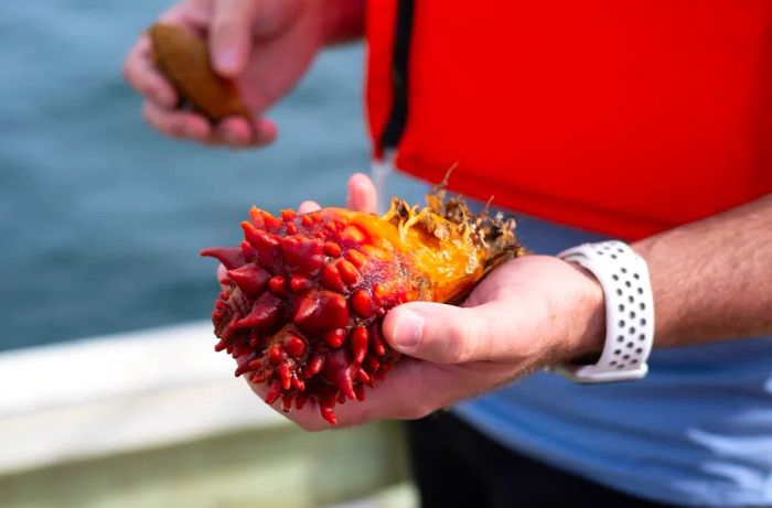 A fisherman proudly displays a freshly caught sea squirt or sea pineapple from the ocean.