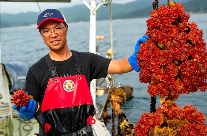 A fisherman proudly displays a large cluster of sea squirts aboard his boat.