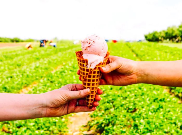 Two hands pass a cone of pink ice cream against the backdrop of a sunny strawberry field.