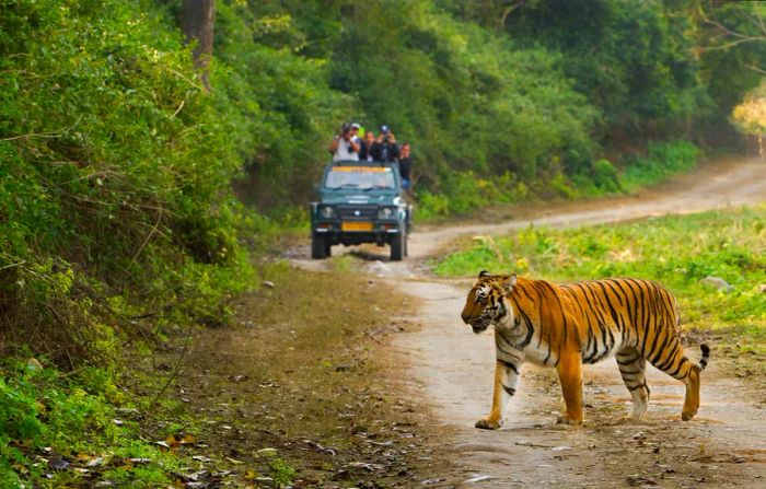 A tourist 4WD on a safari in India, observing a Bengal Tiger