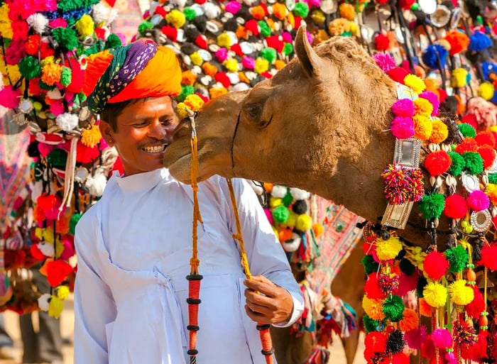 A beautifully adorned camel stands with its owner at Pushkar's renowned camel fair.