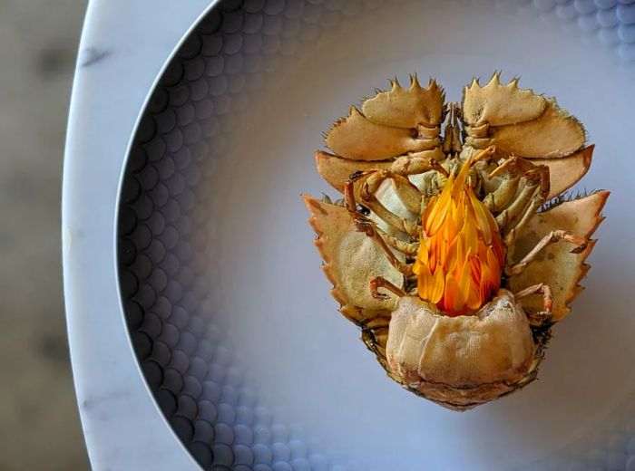 An upside-down shellfish topped with vibrant yellow, thistle-like garnish.