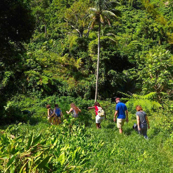 Caribbean, Dominica Island, hikers traversing segment 13 of the Waitukubuli National Trail between Pennville and Capuchin.