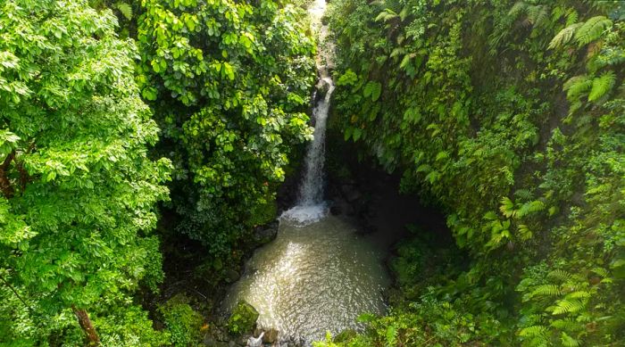 A breathtaking view of the Emerald Pool waterfall nestled within Dominica's rainforest