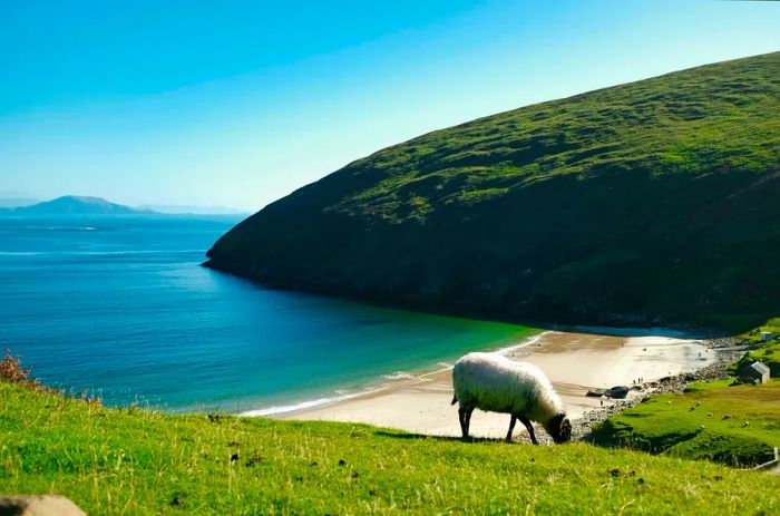 Landscape view of Keem Beach on Achill Island, Co Mayo, Ireland, with a sheep in the foreground.