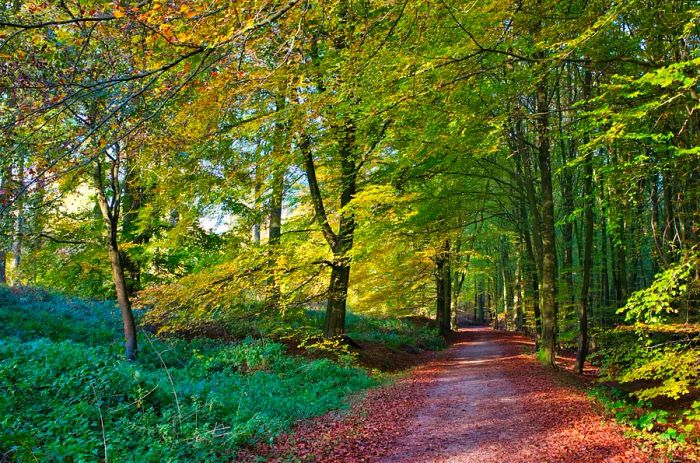 A sunlit pathway among trees on a warm summer day in Forêt de Soignes, Brussels