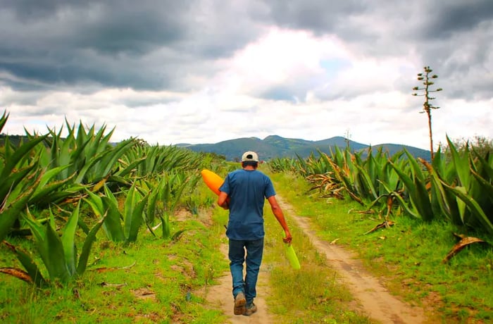 A man carrying bright tools strolls down a path carved between agave plants.