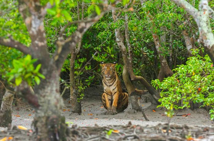 A Bengal tiger with muddy paws lounges at the edge of a mangrove forest.