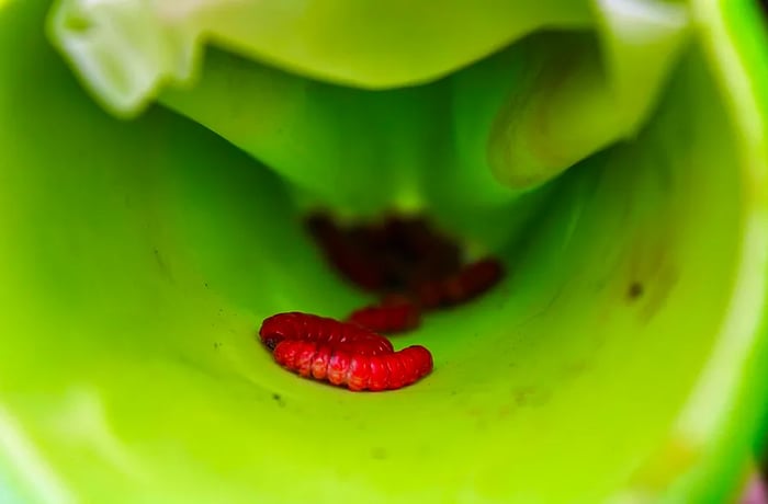 Red worms rest inside a long tube of agave leaf.