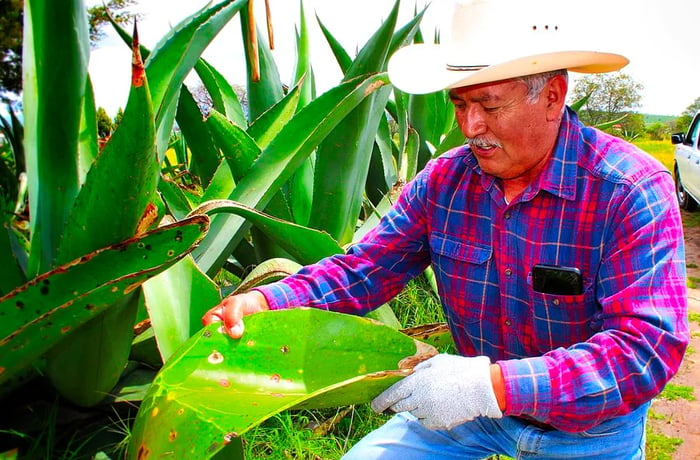 A farmer breaks a large agave leaf in half.