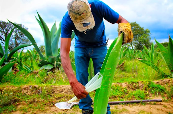 A farm worker extracts a thin membrane from a sizable agave leaf.