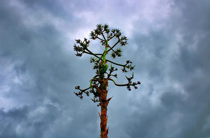 A slender trunk adorned with fronds stretches toward a cloudy sky.