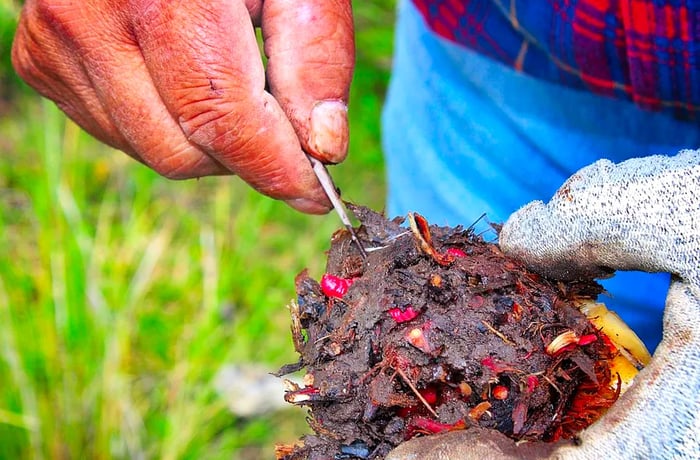 A person holds a clump of soil, digging into it with a small pick.