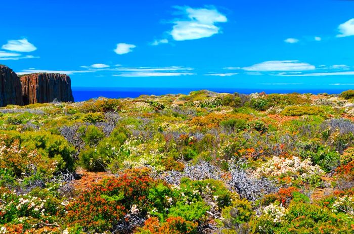 In Tasmania, vibrant wildflowers in shades of orange, purple, and white blanket the clifftops, creating a stunning natural spectacle.