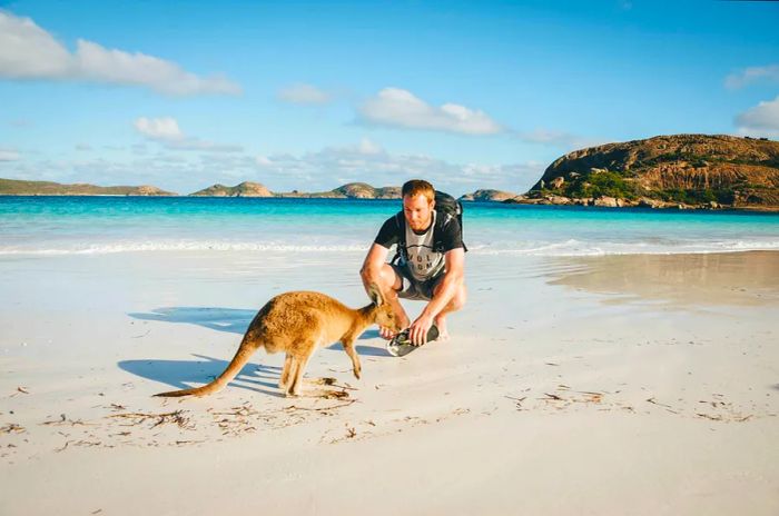 A man watches a kangaroo rummaging around on a sandy beach.