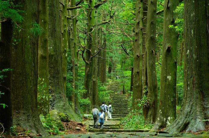 Two hikers ascending a staircase flanked by towering trees along the Kumano Kodo pilgrimage route in Wakayama, Honshū, Japan.