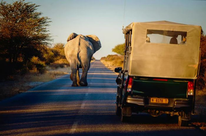 A jeep drives alongside an elephant in Etosha National Park, Namibia.