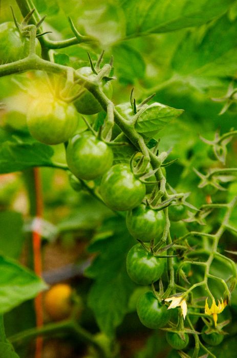 Unripe green tomatoes hanging on the vine.