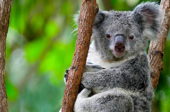 A koala, a small grey-brown bear-like marsupial, lounging in a tree