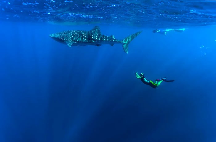 A free diver captures an underwater image of a passing whale shark