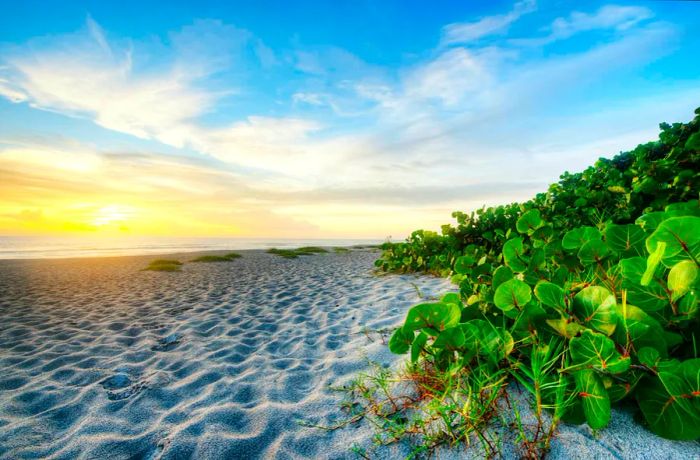 A beach of white sand adorned with greenery