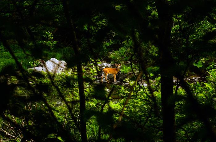 A deer standing in a clearing, framed by dark branches.